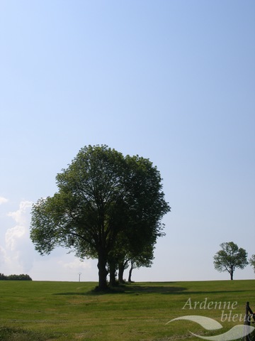 PAYS - Arbre